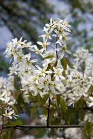 Many small trees with white flowers grow up to 20 ft. Zone 5 Ornamental Tree Varieties Choosing Flowering Trees For Zone 5 Gardens