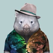 Image result for wombat