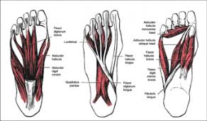 It contributes to the surface anatomy of the medial sole of the foot and is easy to palpate. Calcaneal Spurs Physiopedia