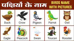 birds names in english and hindi with