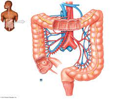 anatomy of large intestine diagram