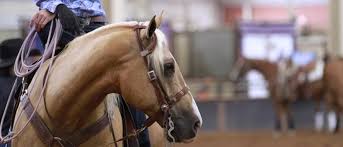 We did not find results for: The Ropes Of Buying A Rope Aqha