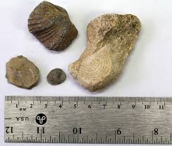 Rock Mineral Fossil Identification
