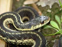 Did you know that garter snakes are very social and prefer to live with others? Garter Snakes A Gardener S Best Friend Northern Virginia Soil And Water Conservation District