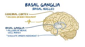 Basal ganglia: Direct and indirect pathway of movement