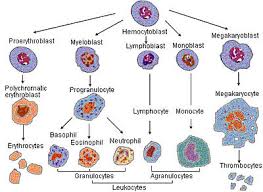 Leukocyte New World Encyclopedia