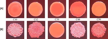 Appearance of red colonies within 72 hours was recorded as a positive reaction. Sub Inhibitory Concentrations Of Rifampicin Strongly Stimulated Biofilm Production In