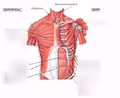 Anterior Thorax And Abdominal Muscles 1 Diagram Quizlet
