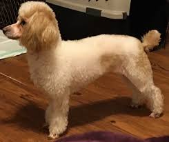 s h a r p s toy poodles in texas