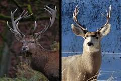 What tastes better deer or elk?