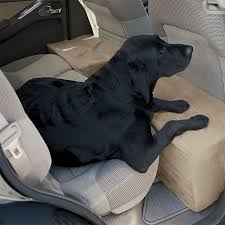 What To Do If Your Dog S Car Rides