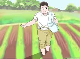 how to apply urea fertilizer 14 steps