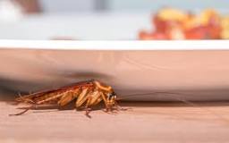 do-cockroaches-make-noise