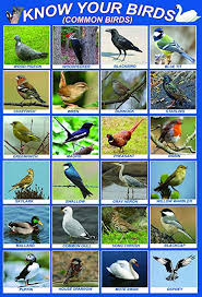 Laminated Know Your Birds British Uk England Great Britain Native Birds Wildlife Educational Poster Wall Chart