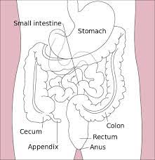small intestine parts function