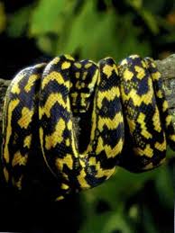 snakes australian wildlife