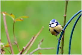 Vögel bereichern ihren garten nicht nur durch ihr gezwitscher, sie fressen auch pflanzenschädlinge. Vogel In Unserem Garten Weltbild Dolce Vizio Tiramisu