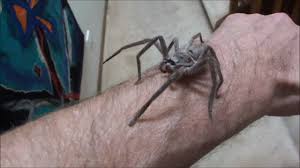 The pictures were posted to barnyard betty's rescue facebook page, an animal sanctuary in brisband, queensland, which christened the giant spider charlotte. Me Handling A Huntsman Spider Hd Youtube