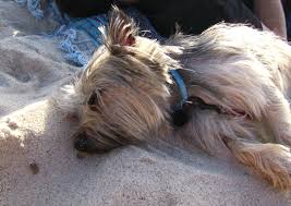 crystal coast beaches dog friendly