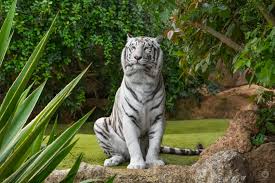 white tiger background high quality