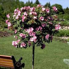 Tips For Growing Tree Roses Gardener