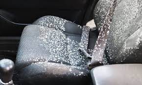 remove mold from your car interior