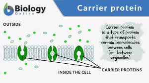 carrier protein definition and