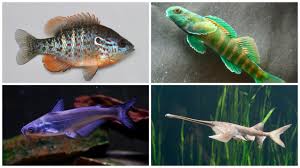 Fish Of Ohio Meet Some Of The Most Beautiful Strange