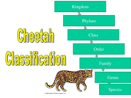 78 Clean Cheetah Classification Chart