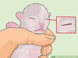 4 Ways To Tell How Old A Kitten Is Wikihow
