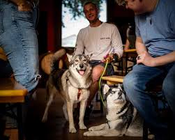 the 10 best dog friendly breweries in