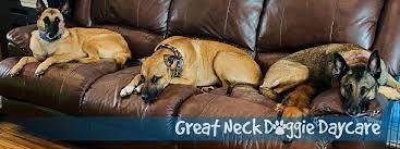 Great Neck Doggie Daycare gambar png