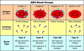 Why Can Type Ab Blood Accept Blood From A And B Type While