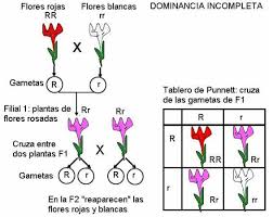 Resultado de imagen para explicacion genetica alelos