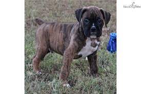 This video is part of a playlist of 19 videos showing the birth of the puppies through their. Levi Boxer Puppy For Sale Near St Louis Missouri 7e04b604 16e1 Boxer Puppies For Sale Boxers For Sale Boxer Puppies