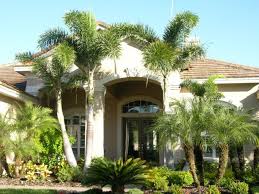 palm tree landscaping ideas indoor and