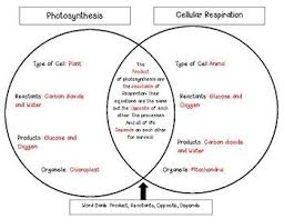 Photosynthesis And Cellular Respiration Venn Diagram
