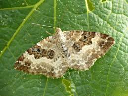 white banded toothed carpet moth how to