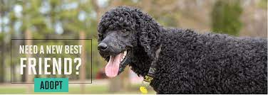 standard poodles in need rescue