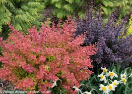 low maintenance plants for easy landscaping