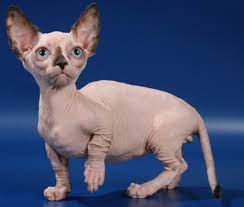 7 hairless cat breeds cats without fur