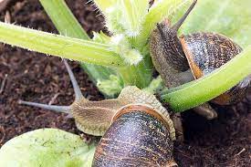 garden from slugs and snails