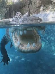 Extreme underwater tour in South Florida takes you face-to-face with an  alligator | WPEC