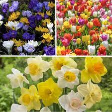 Bargain Spring Bulb Collection Buy