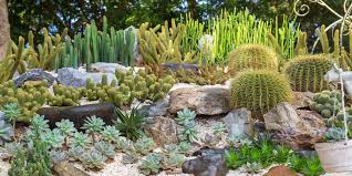 How To Design A Succulent Rock Garden