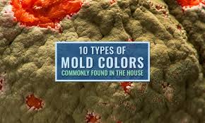 10 types of mold colors commonly found