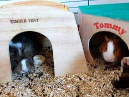 housing do guinea pigs need