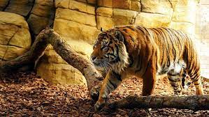 O tigre livre papel de parede ao vivo é perfeita imagem de fundo para sua tela. Tigre 1080p 2k 4k 5k Hd Wallpapers Free Download Wallpaper Flare