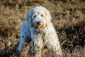 101 male goldendoodle names meanings