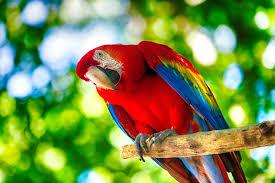 parrot images browse 449 282 stock